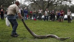 SUNRISE, FLORIDA - JANUARY 10:  Robert Edman, with the Florida Fish and Wildlife Conservation Commission, gives a python-catching demonstration before potential snake hunters at the start of the Python Bowl 2020 on January 10, 2020 in Sunrise, Florida. The Florida Python Challenge 2020 Python Bowl taking place a few weeks before the Super Bowl being held in Miami Gardens, is a 10-day competition to remove Burmese pythons from the Florida Everglades due to the threat to the delicate ecosystem that they pose as they have no predators and reproduce rapidly. (Photo by Joe Raedle/Getty Images)