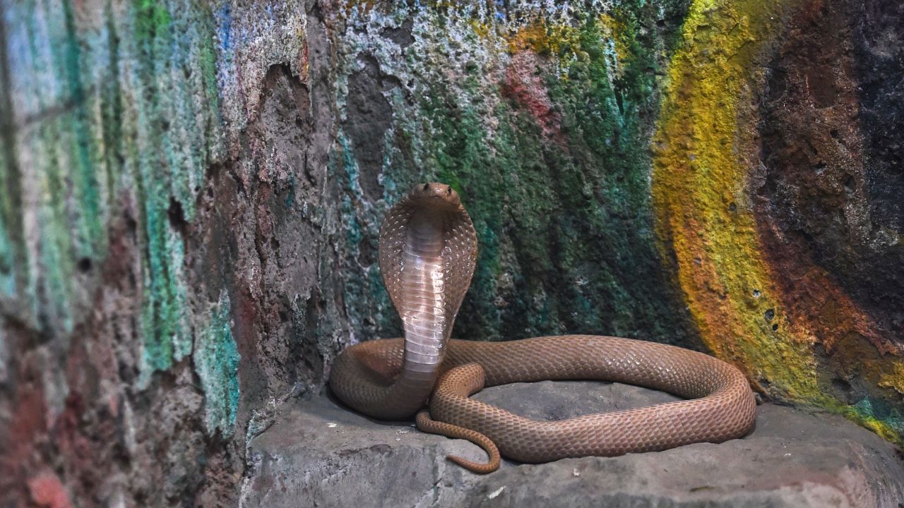 A venomous spectacled cobra, also known as Indian cobra (Naja Naja) or white cobra, is seen near a painting inside its enclosure at the Kamla Nehru Zoological Garden in Ahmedabad on January 30, 2019. 