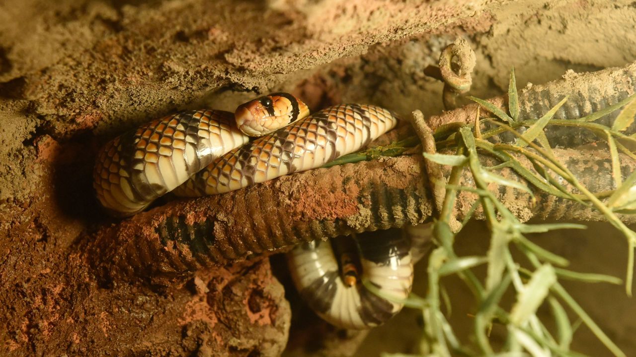 The scientists have reproduced the venom gland of the Cape coral snake, seen here in the Olomouc Zoo, Czech Republic, on May 11, 2018.