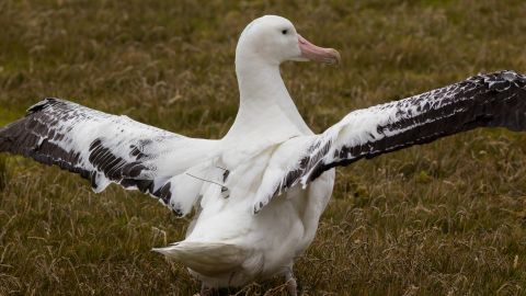 Albatrosses are being used due to their attraction to fisheries and ability to cover large areas 