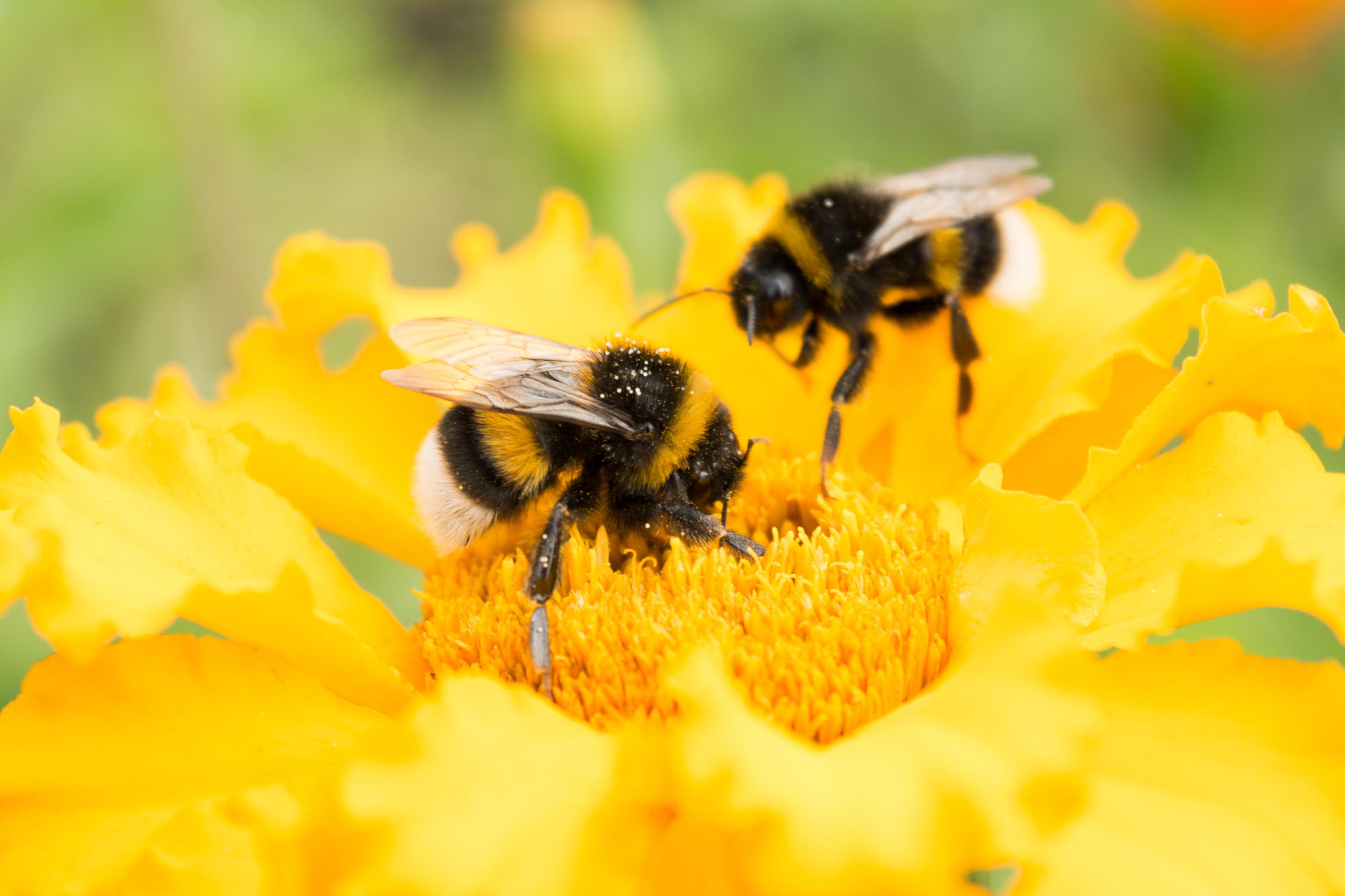 Save the bumble bees by planting these flowers