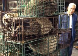 A man looks at caged civet cats in a wildlife market in Guangzhou, capital of south China's Guangdong Province in 2004.