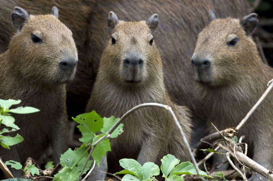 A family of capybara on one of the banks of the Paraguay river, in Caceres, Brazil. The areas is known as the gateway to the Pantanal, the world's largest tropical wetland. Covering an area larger than England, the Pantanal sprawls across Bolivia, Brazil, and Paraguay.