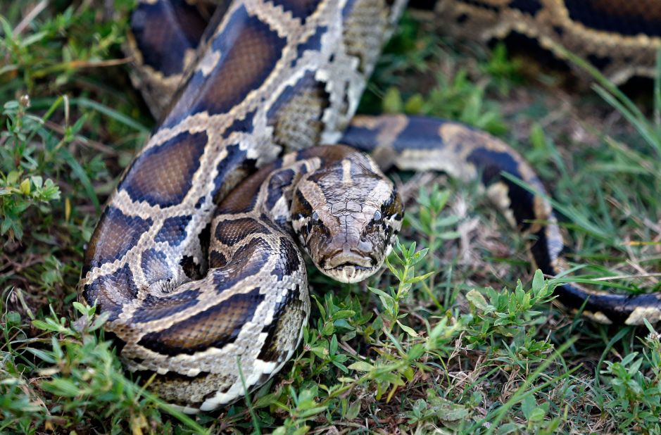 A Burmese python pictured in the Everglades Holiday Park, in Florida. Native to Southeast Asia, the Burmese python is an invasive species in Florida. Without natural predators, it has thrived at the expense of local wildlife. "Once you get alien invasive species in a freshwater system, it's really difficult to get rid of them," says Darwall. 