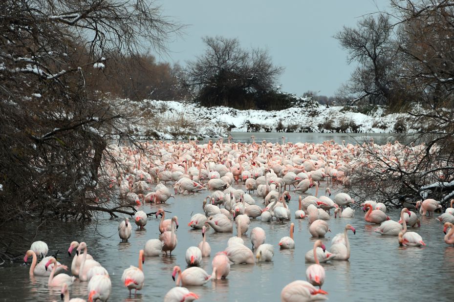 Pink Flamingos stand in icy water at the Pont de Gau Ornithological Park in the Camargue, southeast France. This wetland area often holds more than 20,000 waterbirds. As well as flamingos, it's home to herons, storks, egrets, teals, and bee eaters.