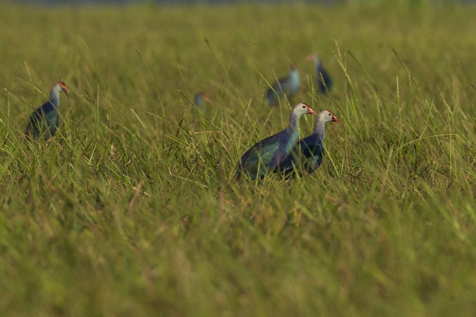 Purple swamphens gather at the Moe Yun Gyi wetlands, in Myanmar. This wildlife sanctuary was designated an Important Bird Area by conservation group BirdLife International.