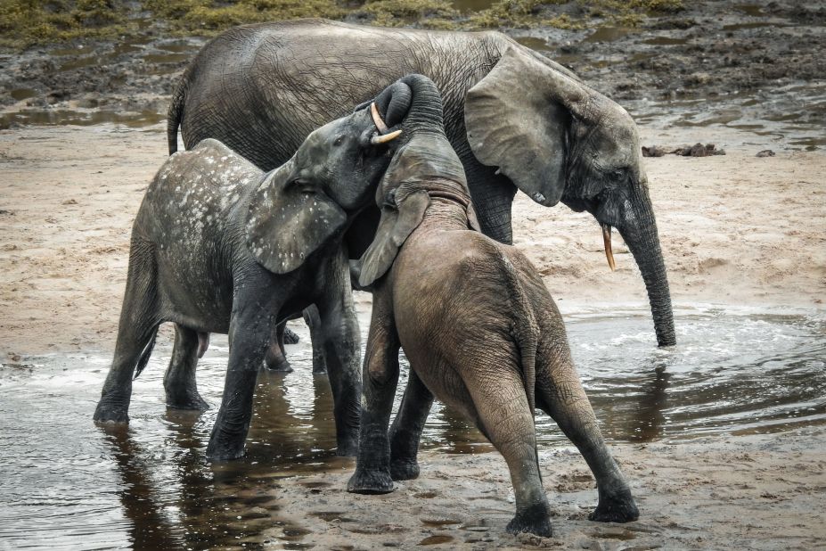 "Inland wetlands are the biggest biodiversity hotspot in the world," says William Darwall, head of the Freshwater Biodiversity Unit at the International Union for Conservation of Nature. <br />A forest elephant and calves bathe in the marshes of in Bayanga Equatorial Forest, part of the Dzanga Sangha Reserve in the Central African Republic. The reserve is a refuge for forest elephants and gorillas, and is home to diverse wetlands, including swamp forests and periodically flooded forests.