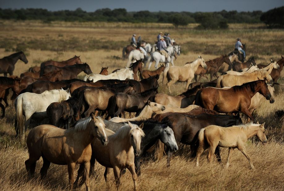 Horsemen ride next to mares during the annual "Saca de las Yeguas," where herds of free-roaming horses are rounded up from the marshes and forests at Doñana National Park in southwestern Spain.  