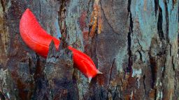 Giant pink slug on tree bark (Triboniophorus aff. graeffei)