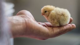 Photo by Peter Endig/EPA/Shutterstock 
A Male Chick sits on a hand in Germany 