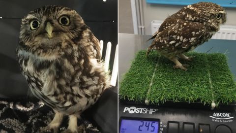 The female "little owl" was a third heavier than normal for the species. (Credit: Suffolk Owl Sanctuary)