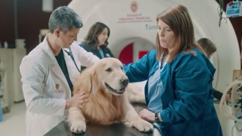 super bowl weather tech dog advertisement trend