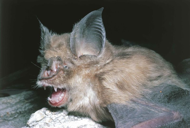 Bats the source of so many viruses could be the origin of Wuhan