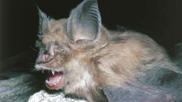UNSPECIFIED - OCTOBER 28:  Greater Horseshoe Bat (Rhinolophus FerrumEquinum)  (Photo by De Agostini via Getty Images/De Agostini via Getty Images)