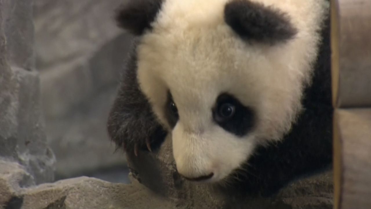 zoo berlin twin pandas