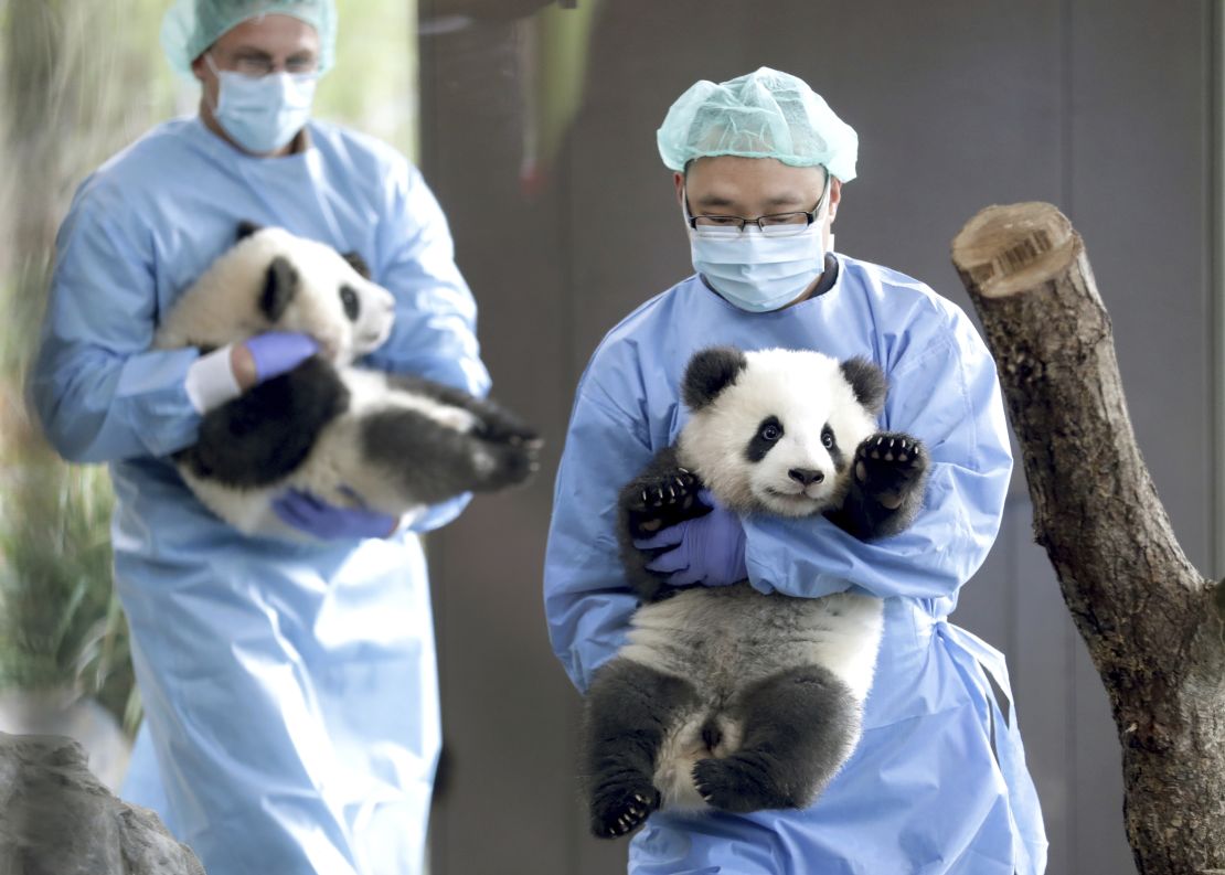 Two zoo keepers carry the young panda twins at the Berlin Zoo.