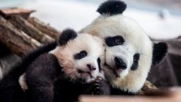 BERLIN, GERMANY - JANUARY 29: one of five-month-old twin panda cubs Meng Yuan (Paule), male, is seen next to his mom Meng Meng during a media opportunity at Zoo Berlin on January 29, 2020 in Berlin, Germany. The twin cubs, nicknamed Pit (Meng Xiang)  and Paule, will go on display for the public starting tomorrow. They were born last August and are the first pandas to have been born in Germany. Meng Meng and her partner Jiao Qing are on loan to the zoo from China and have been living there in a €10-million enclosure since the summer of 2017. In the wild, pandas typically raise just one child at a time, so zoo workers have been cycling the babies' time with their mother. The twins spent the first few weeks in an incubator lent to the zoo by the Berlin Charite hospital. There are thought to be fewer than 2,000 pandas in the wild. (Photo by Maja Hitij/Getty Images)