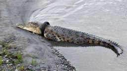 TOPSHOT - This picture taken on January 22, 2020 shows a crocodile, with a motorcycle tire around its neck, sun bathing by the riverbanks, in Palu, Central Sulawesi. - Indonesian authorities are offering a reward to anyone who can rescue a saltwater crocodile with a motorbike tyre wrapped around its neck -- and survive. (Photo by MUHAMMAD / AFP) (Photo by MUHAMMAD/AFP via Getty Images)