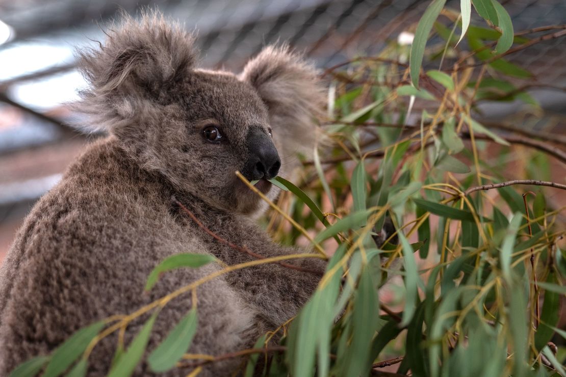 Koalas recover from bushfires and heatwaves at the Australian National University's campus.