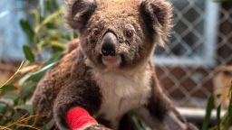 Koalas recover from bushfires and heatwaves at The Australian National University's campus.