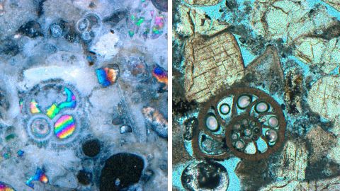 Microfossils examined by Laura Haynes aboard the JOIDES Resolution. The rainbow colored microfossil on the left and the carbonate microfossil on the right (stained blue) are fractions of a millimeter wide.