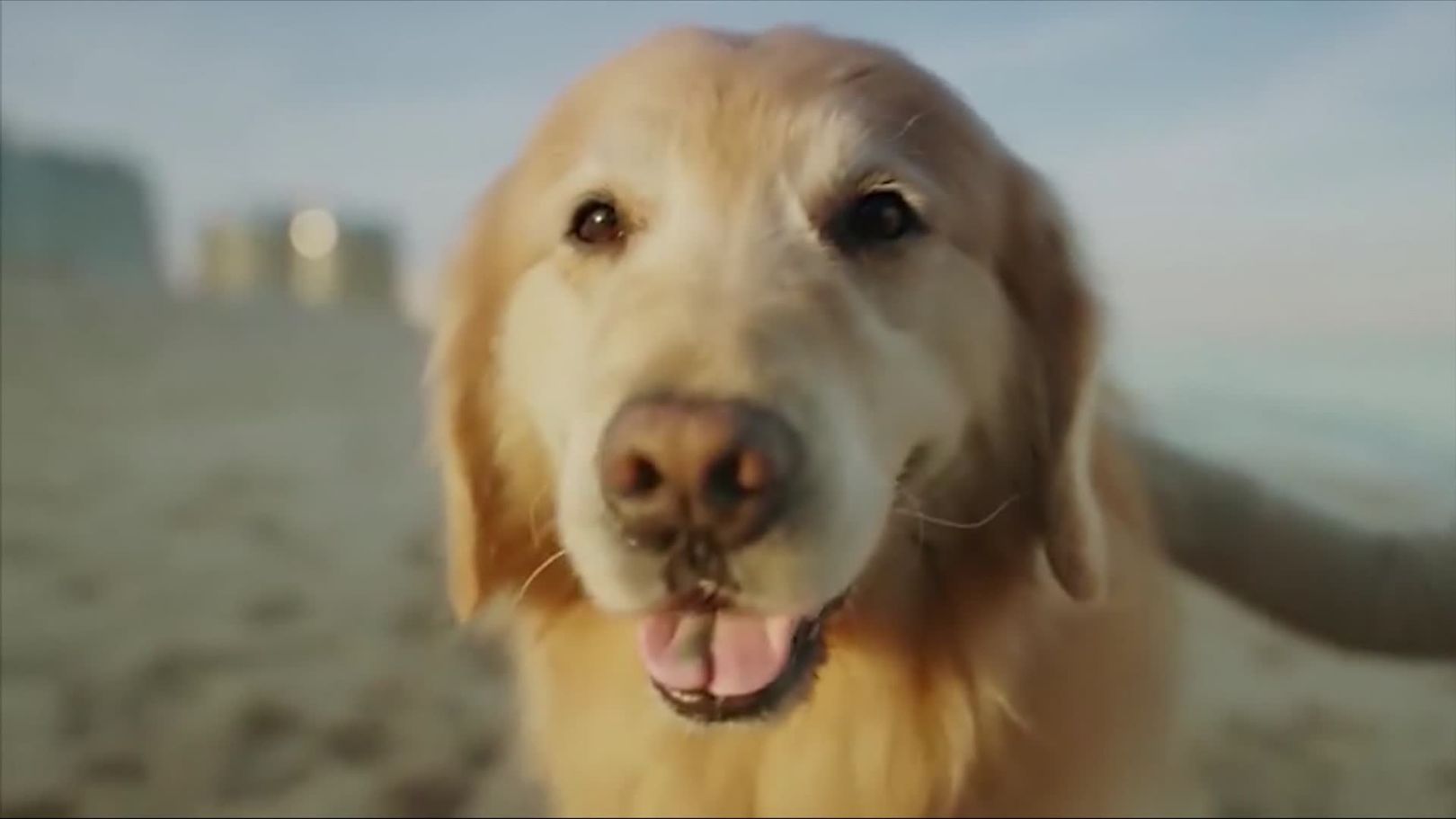 how many commercials will have a dog in it