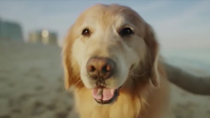 super bowl ad dog