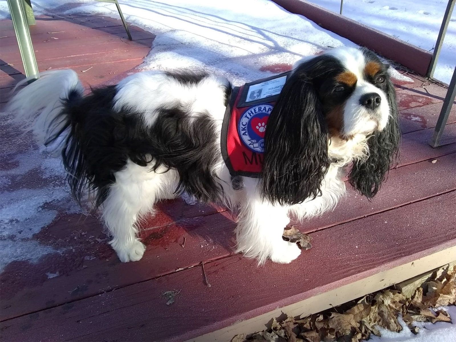 are cavalier king charles spaniels therapy dogs