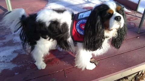 Murfee, a 3-year-old Cavalier King Charles Spaniel, won the 2020 Fair Haven mayoral race on March 3. 