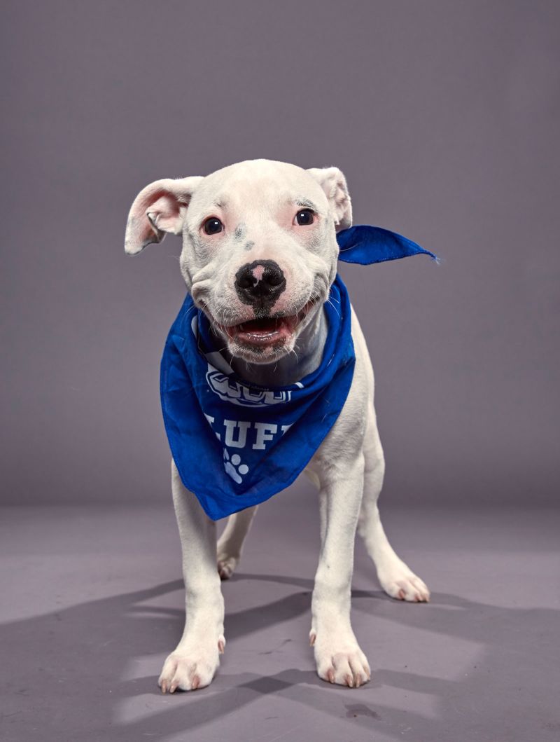 adopt puppies from the puppy bowl