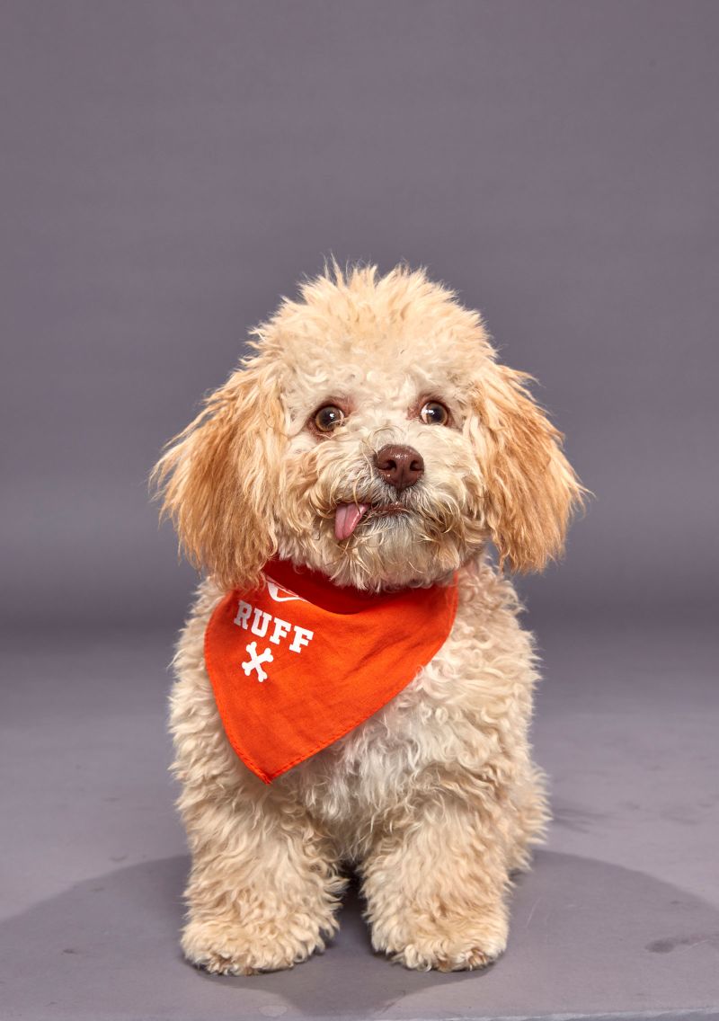 can you adopt puppies from the puppy bowl