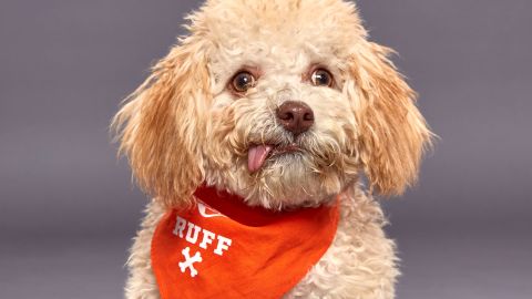 Huck, a 20-week-old miniature poodle and Shih Tzu mix, will join Team Ruff. 