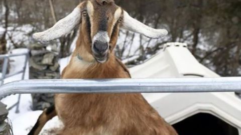 Lincoln, a 3-year-old Nubian goat, was the incumbent in the mayoral race for the Town of Fair Haven.