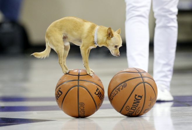 Scooby the chihuahua balances on a basketball during a halftime show in Fort Worth, Texas, on Wednesday, January 29.