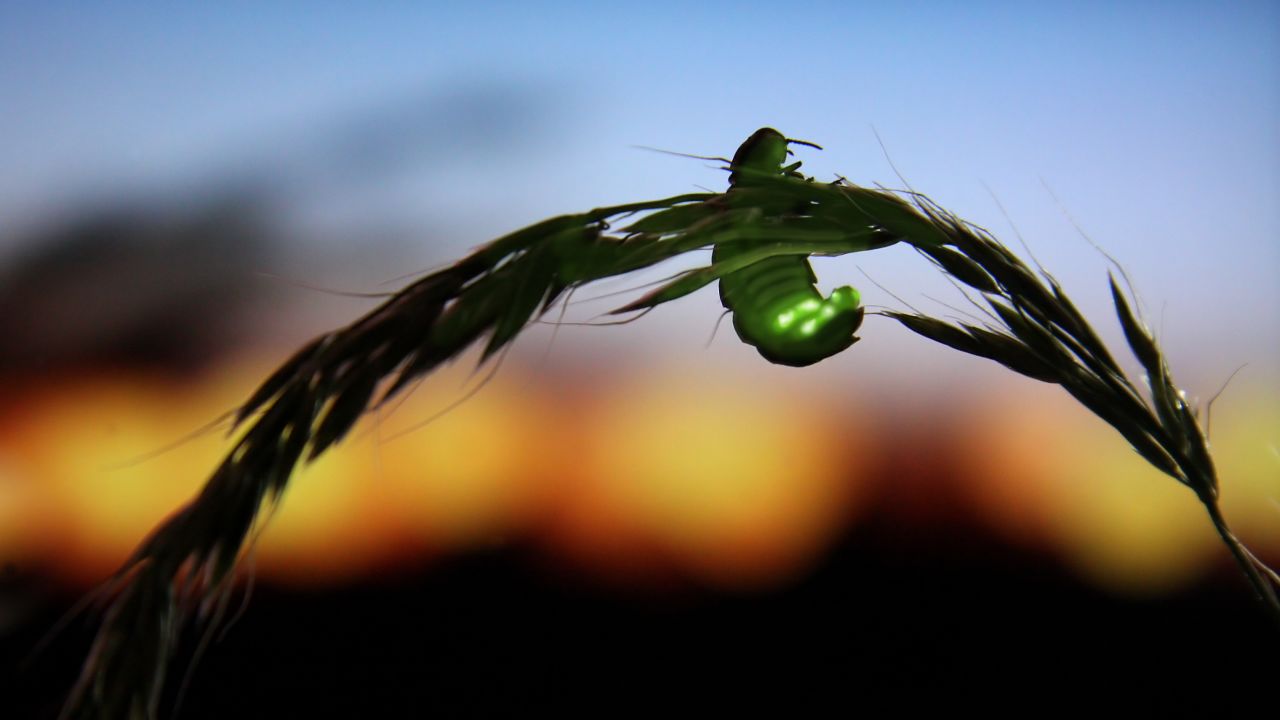 A female glow-worm, from the same family as fireflies, will shine for hours to attract her mate but artificial light can disrupt the process.