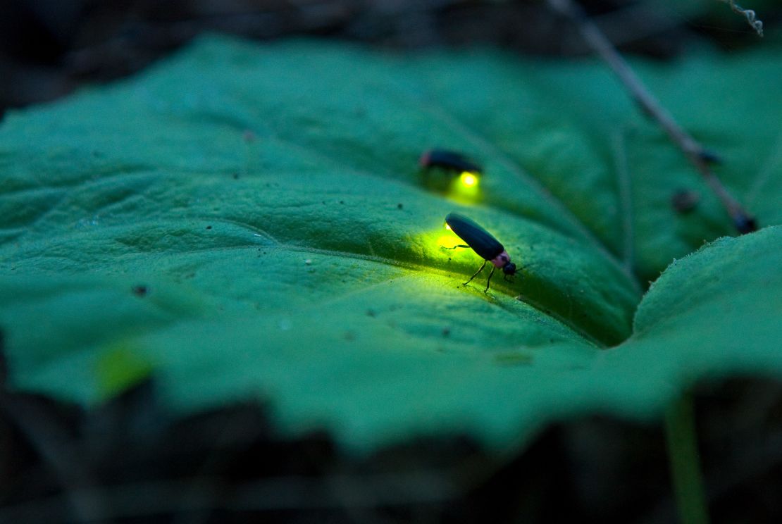 A firefly in Komono, Fukuoka prefecture, Japan.