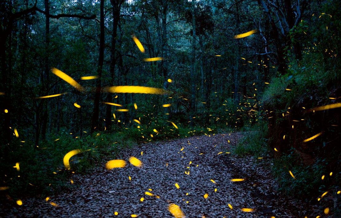Fireflies are seen at a sanctuary conserved and protected by the National Forestry Commission  near Nanacamilpa, Tlaxcala, Mexico on July 20, 2017. 