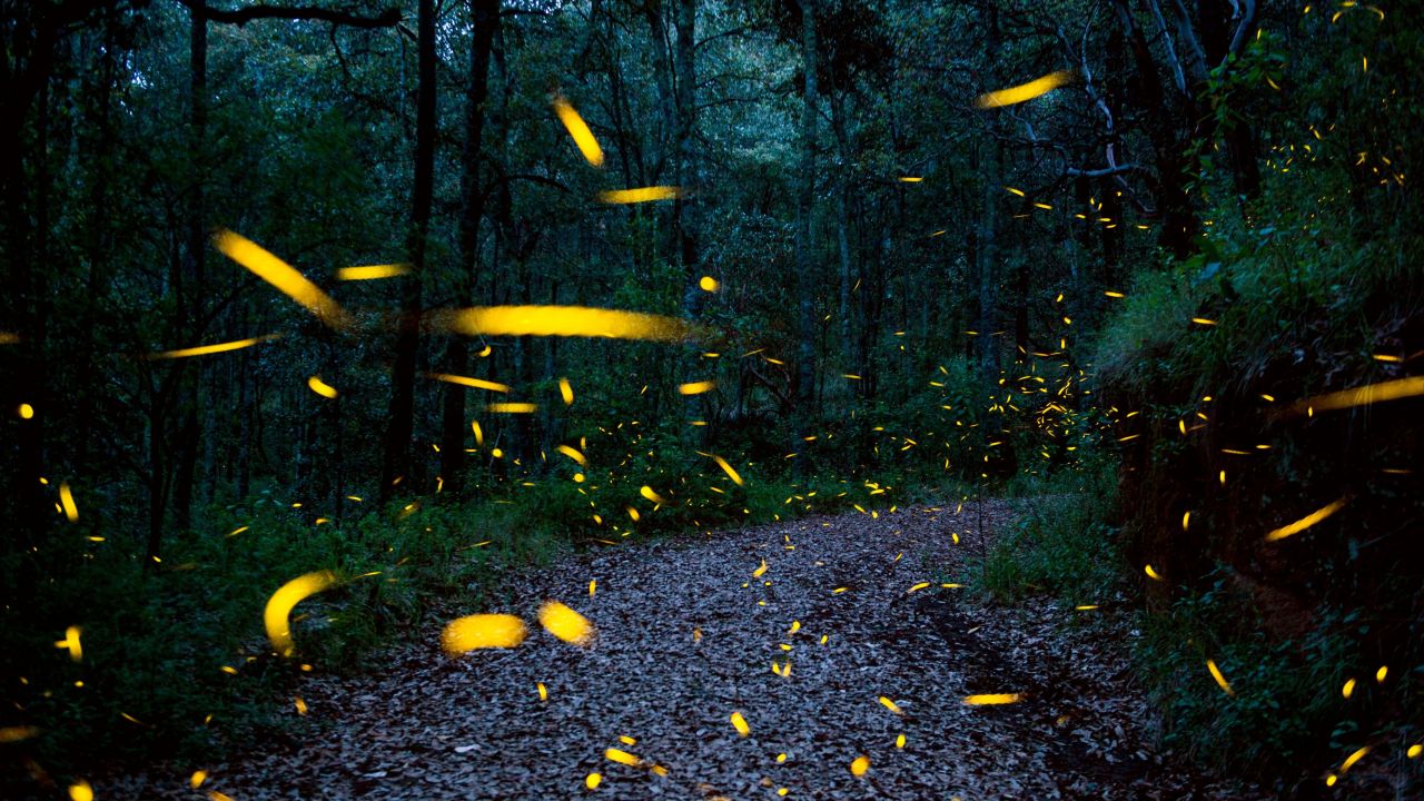 Fireflies are seen at a sanctuary conserved and protected by the National Forestry Commission near Nanacamilpa, Tlaxcala, Mexico on July 20, 2017.