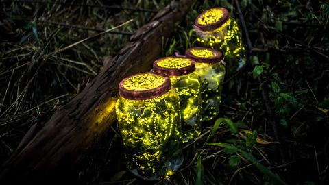 This photo taken on August 18, 2015 shows fireflies kept in jars during in Guangzhou in China's southern Guangdong province. 