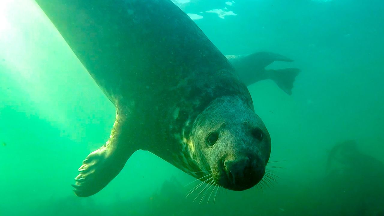 A grey seal has been captured on camera clapping its flippers underwater for the very first time. Dr Ben Burville, a researcher at Newcastle University, UK, has been trying for 17 years to film a seal producing the gunshot-like 'Crack!' sound which they make underwater during the breeding season.