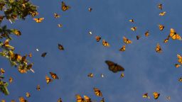 Monarch butterflies in the Oyamel forest at El Rosario sanctuary in Angangueo, state of Michoacan, Mexico. 