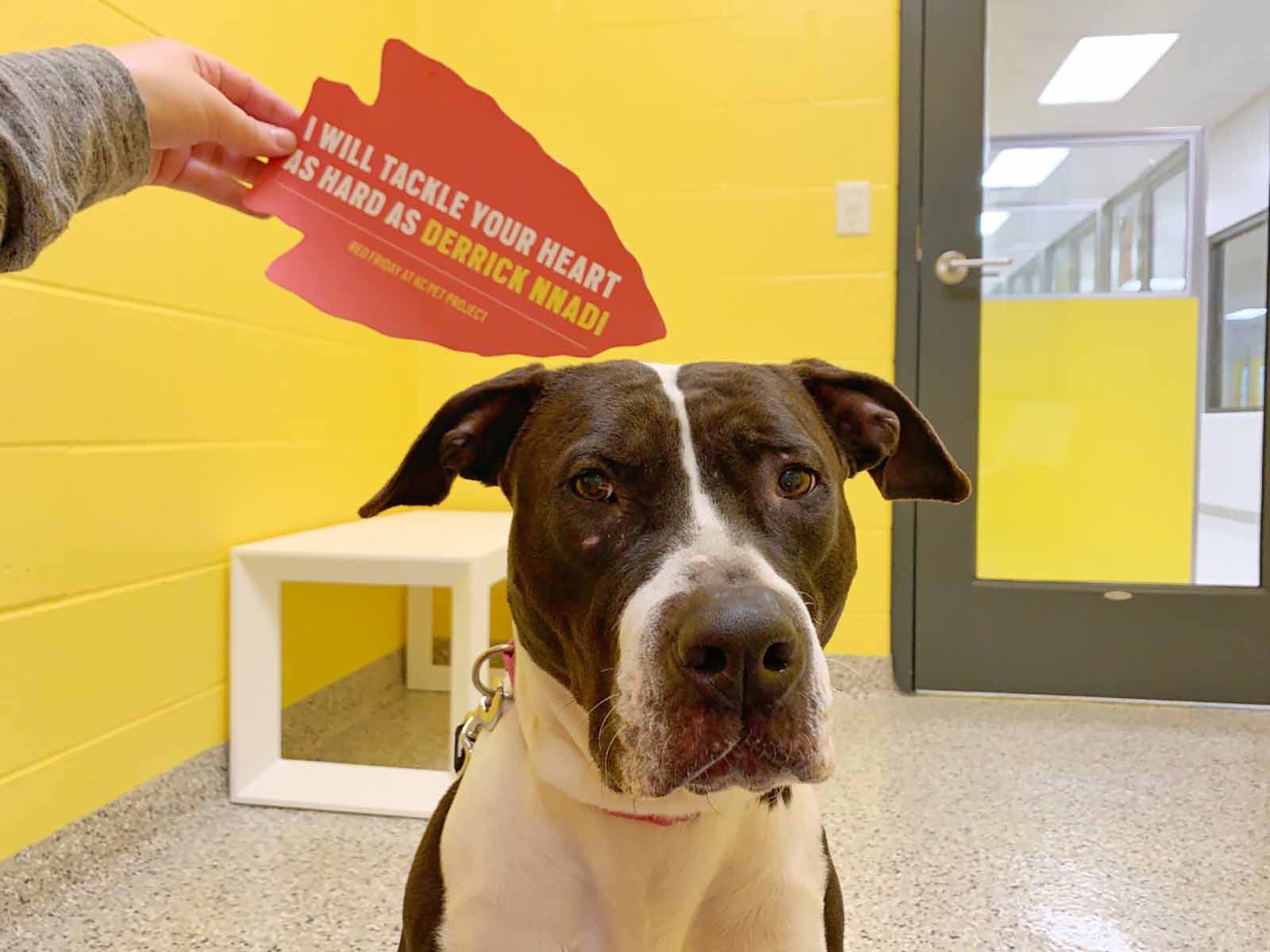Every single dog from a Kansas City shelter found a home thanks to Super  Bowl star's promise to pay fees | CNN