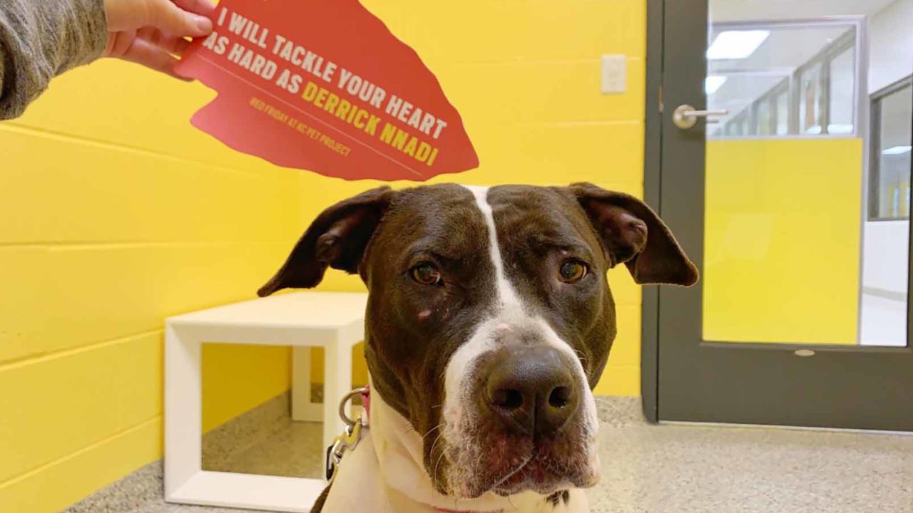 Kansas City Chiefs defensive tackle Derrick Nnadi paid the adoption fees for every dog at a Missouri shelter in the wake of his Super Bowl win. Now, there are no dogs left to adopt -- they're all in permanent homes. 