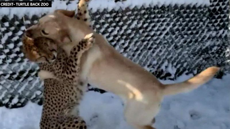 Cheetah that lives in zoo finds comfort with support dog