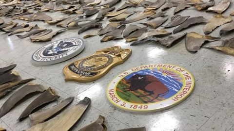 18 boxes of shark fins were seized in Miami port on February 3. 