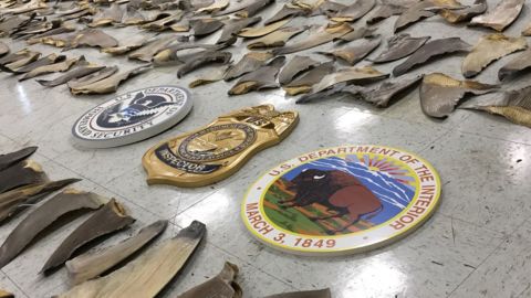 18 boxes of shark fins were seized in Miami port on February 3.