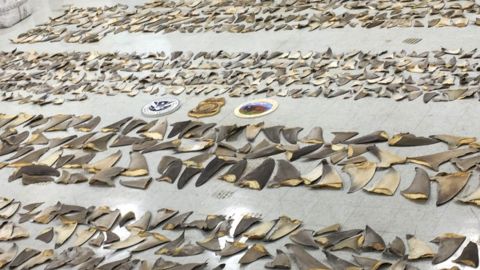 About 1,400 pounds of shark fins were seized in Miami.
