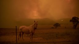 CANBERRA, AUSTRALIA - FEBRUARY 01: A horse is pictured on the property of Claire and Laurence Cowie. The couple stayed to defend their home on Bumbalong Road, Bredbo North, losing the back shed and narrowly saving the house. February 01, 2020 in Canberra, Australia. ACT Chief Minister Andrew Barr declared a State of Emergency on Friday, as the Orroral Valley bushfire continues to burn out of control. Hot and windy weather conditions forecast for the weekend are expected to increase the bushfire threat to homes in the Canberra region. It is the worst bushfire threat for the area since 2003, when four people died and 470 homes were destroyed or damaged. (Photo by Brook Mitchell/Getty Images)