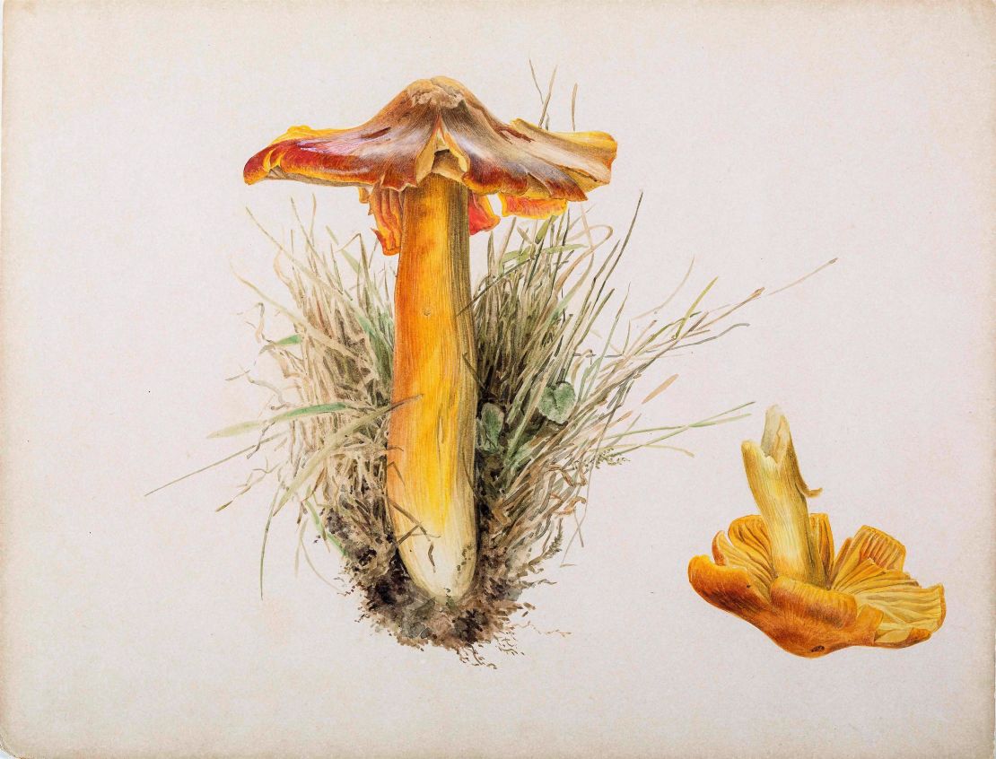 Beatrix Potter, best known as the author of the "Peter Rabbit" books, was a keen mycologist, completing hundreds of detailed illustrations of mushrooms, such as this one, and writing a scientific paper on fungal reproduction.