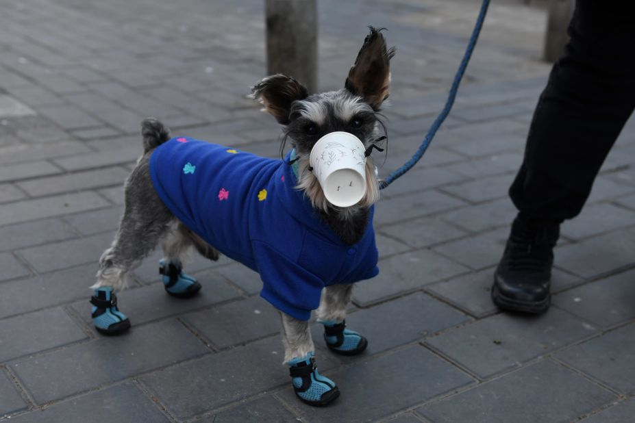 A dog in Beijing wears a makeshift mask constructed from a paper cup.